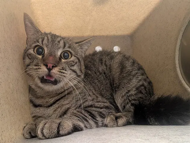 Unknown - Domestic Short Hair