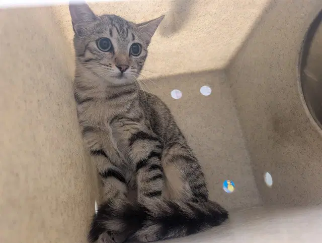 Unknown - Domestic Short Hair