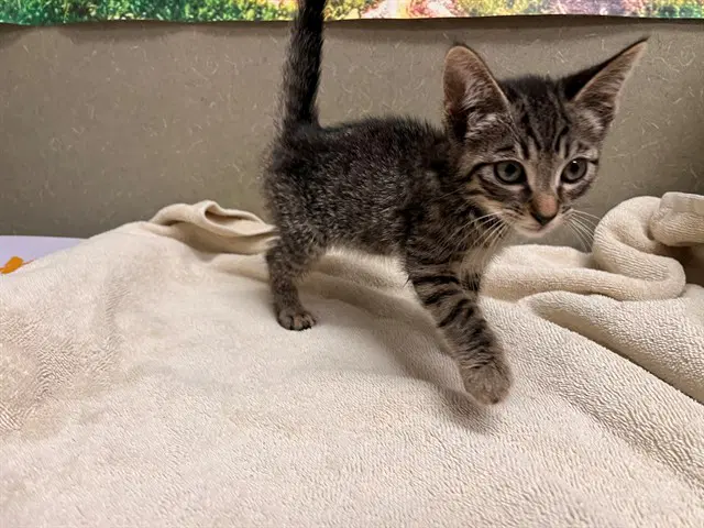 Unknown - Domestic Short Hair
