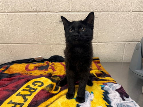 A554143, a cat for adoption from Moreno Valley Animal Shelter