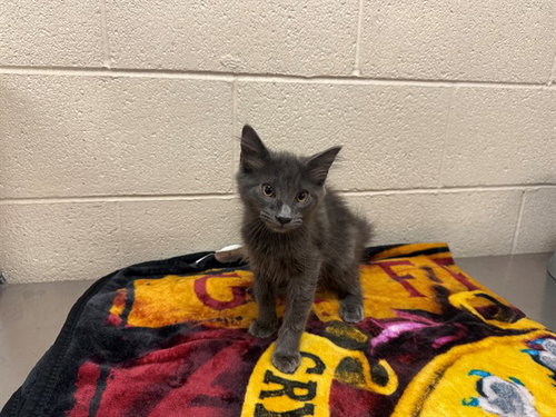 A554144, a cat for adoption from Moreno Valley Animal Shelter