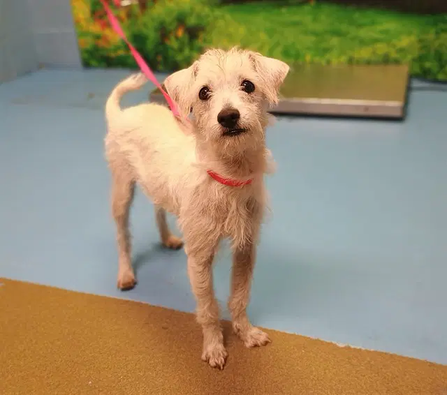 Unknown - Terrier