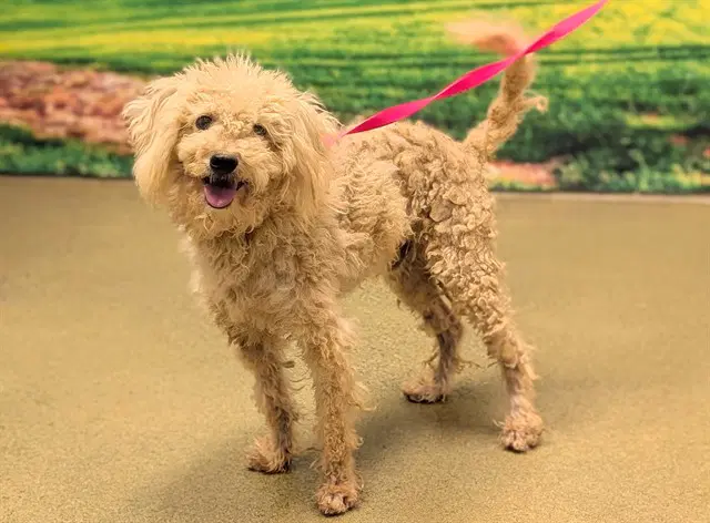 Lucky - Poodle (Toy)