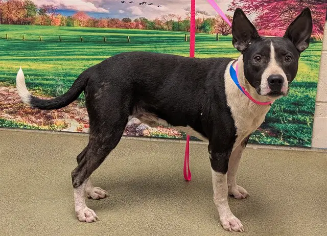 Unknown - Pit Bull Terrier