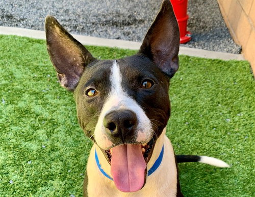 CLIFF, a dog for adoption from Moreno Valley Animal Shelter