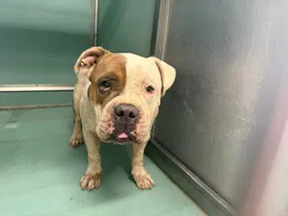 Unknown - English Bulldog