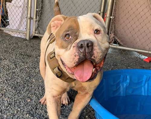 BUBBA, a dog for adoption from Moreno Valley Animal Shelter