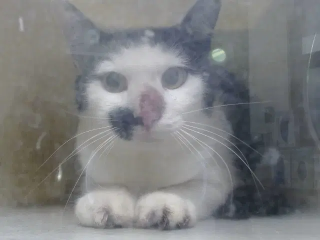 Unknown - Domestic Short Hair