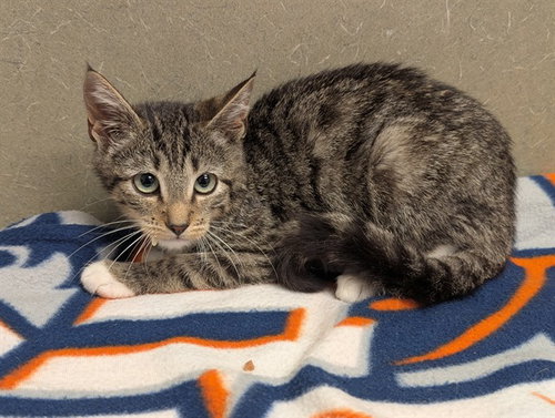 A554180, a cat for adoption from Moreno Valley Animal Shelter