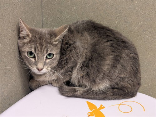 A554181, a cat for adoption from Moreno Valley Animal Shelter
