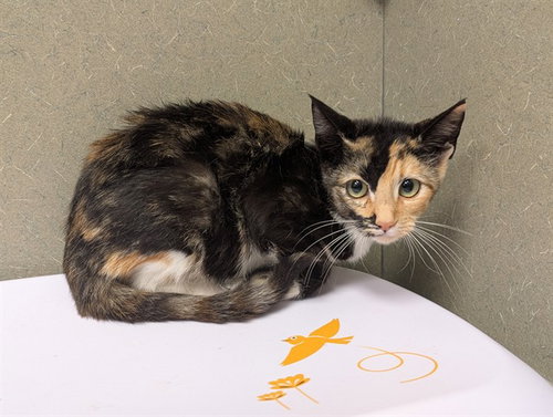 A554182, a cat for adoption from Moreno Valley Animal Shelter
