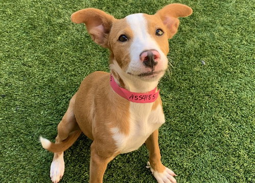 MERRY, a dog for adoption from Moreno Valley Animal Shelter