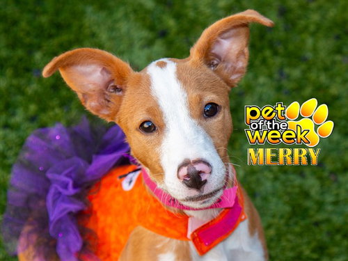 Merry, Pit Bull Terrier / Mixed (medium coat)