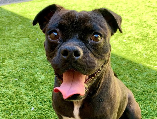 BLAINE, a dog for adoption from Moreno Valley Animal Shelter