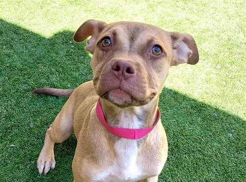 JILLY, a dog for adoption from Moreno Valley Animal Shelter