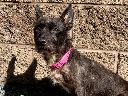 A554255, a dog for adoption from Moreno Valley Animal Shelter