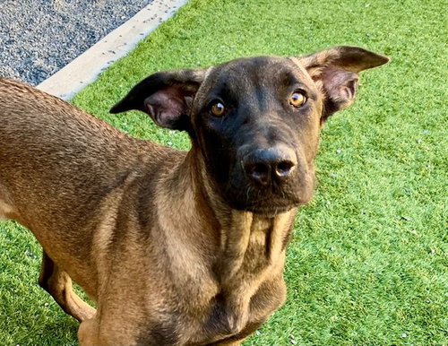 SINDEE, a dog for adoption from Moreno Valley Animal Shelter