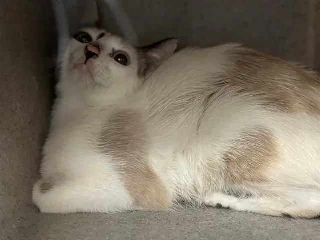 Unknown - Domestic Short Hair