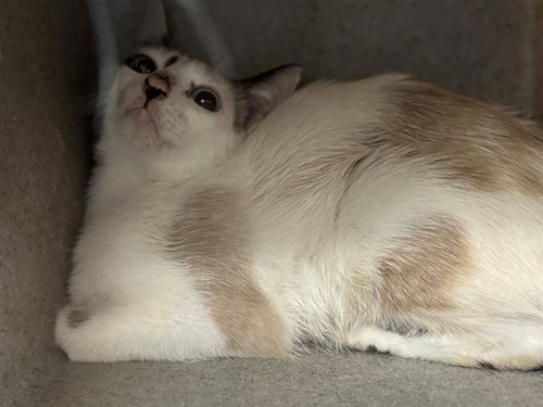 A554147, a cat for adoption from Moreno Valley Animal Shelter