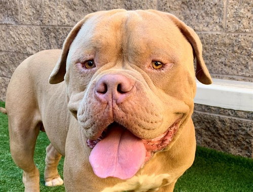 PADRE, a dog for adoption from Moreno Valley Animal Shelter