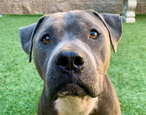 BLUME, a dog for adoption from Moreno Valley Animal Shelter