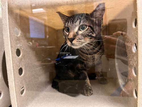 A554314, a cat for adoption from Moreno Valley Animal Shelter