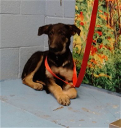 BECCA, a dog for adoption from Moreno Valley Animal Shelter