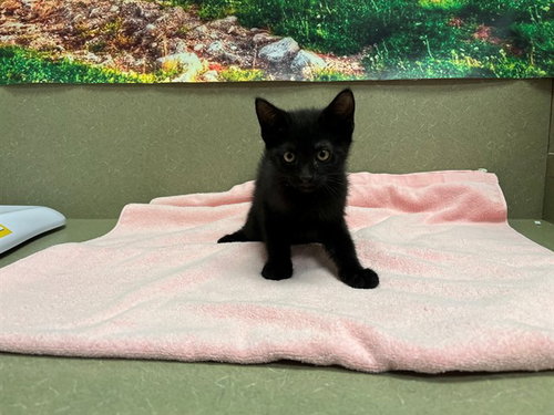A554352, a cat for adoption from Moreno Valley Animal Shelter