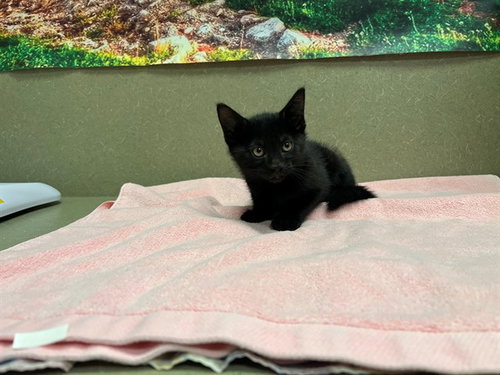 A554354, a cat for adoption from Moreno Valley Animal Shelter