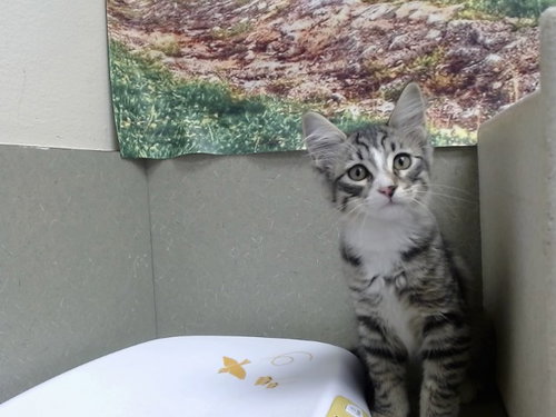 A554365, a cat for adoption from Moreno Valley Animal Shelter