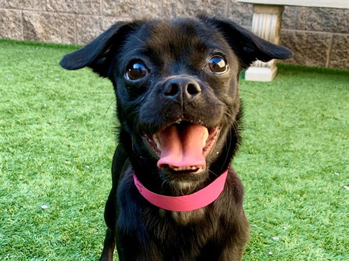 SHAWNA, a dog for adoption from Moreno Valley Animal Shelter