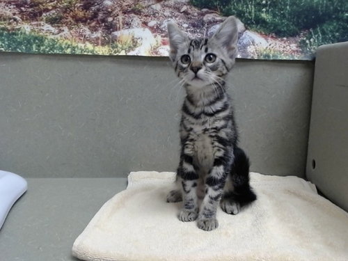 A554383, a cat for adoption from Moreno Valley Animal Shelter