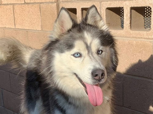ALURA, a dog for adoption from Moreno Valley Animal Shelter