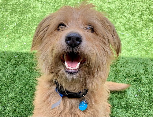 MAXIMILLIAN, a dog for adoption from Moreno Valley Animal Shelter