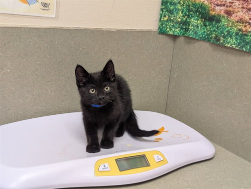 A554353, a cat for adoption from Moreno Valley Animal Shelter