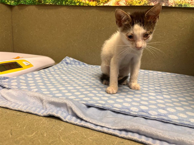 A554421, Domestic Short Hair