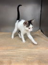 A554421 — Moreno Valley, CA Adoption