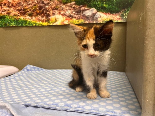 A554422, a cat for adoption from Moreno Valley Animal Shelter