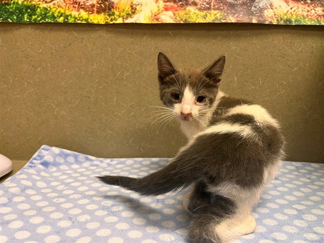 A554423, Domestic Short Hair