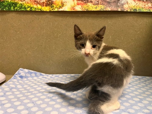 A554423, a cat for adoption from Moreno Valley Animal Shelter