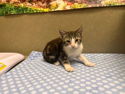 A554424, a cat for adoption from Moreno Valley Animal Shelter