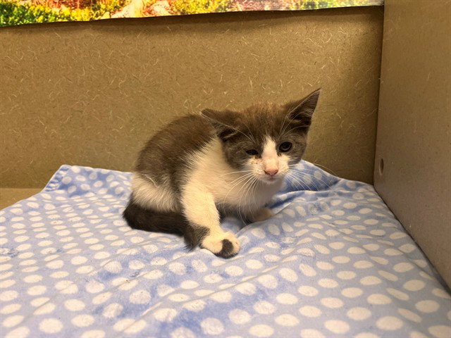 A554425, Domestic Short Hair