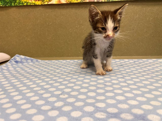 A554427, Domestic Short Hair