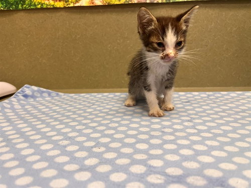 A554427, a cat for adoption from Moreno Valley Animal Shelter