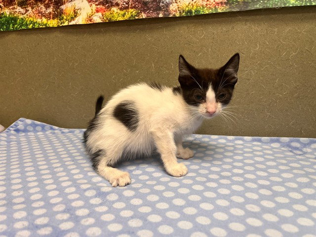 A554428, Domestic Short Hair