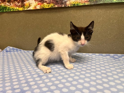 A554428, a cat for adoption from Moreno Valley Animal Shelter