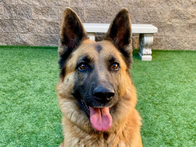 Penny, German Shepherd Dog