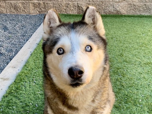 Kiara, Siberian Husky (medium coat)