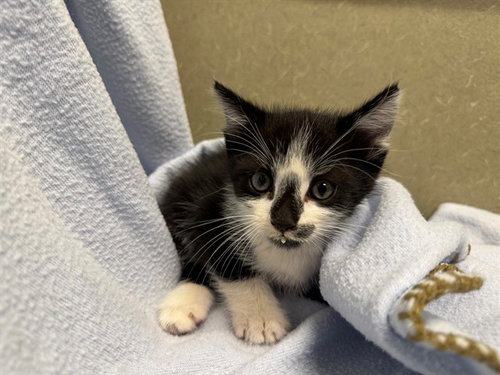 A554443, a cat for adoption from Moreno Valley Animal Shelter