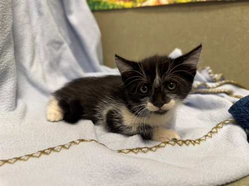A554444, a cat for adoption from Moreno Valley Animal Shelter